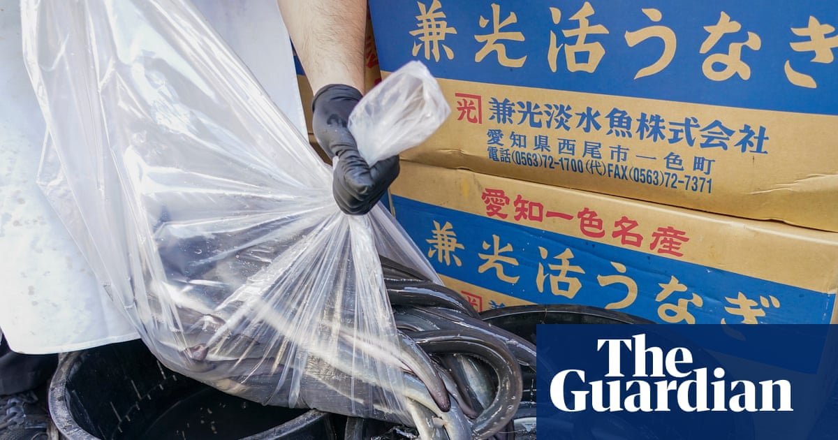 Inside the illegal eel trade: is there a way to stop Europe’s biggest wildlife crime before it’s too late? | Illegal wildlife trade Inside the illegal eel trade: is there a way to stop Europe’s biggest wildlife crime before it’s too late? | Illegal wildlife trade