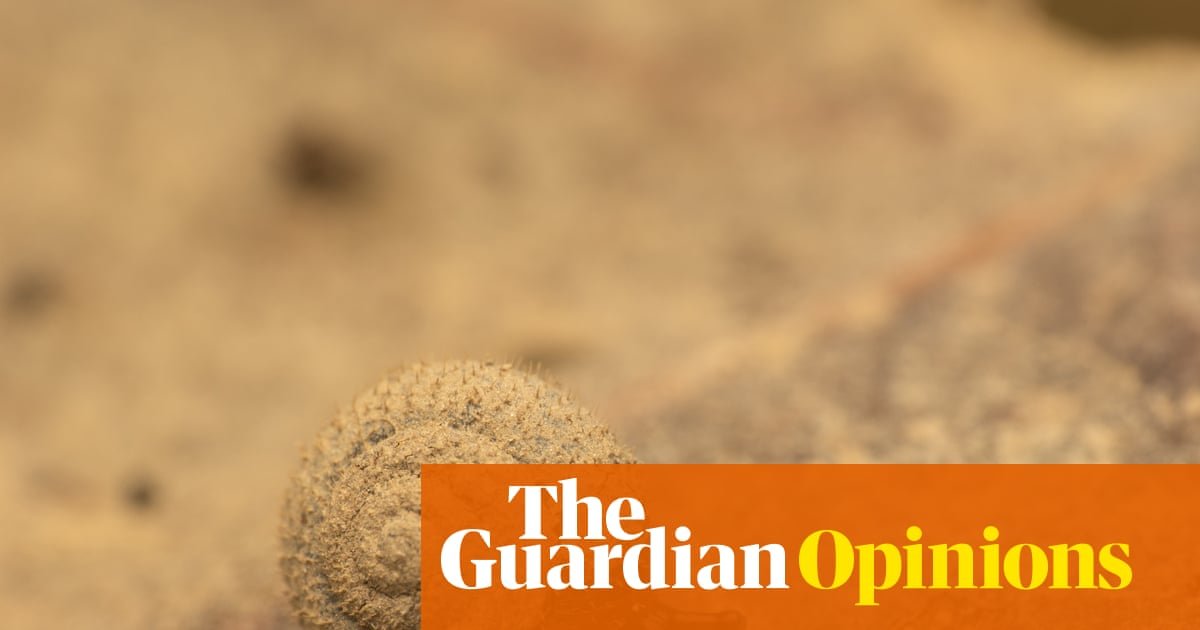 Conchological delight and a return to real life. Remember that? | Lucy Mangan Conchological delight and a return to real life. Remember that? | Lucy Mangan