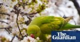 Snaking around the parakeet problem | Birds